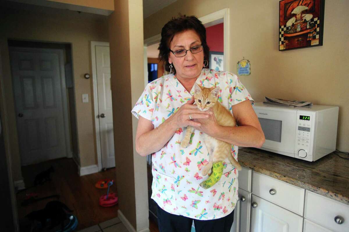 Stamford tries to rein in feral cats colonies