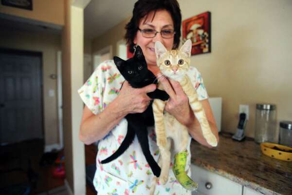 Stamford tries to rein in feral cats colonies - CTInsider.com