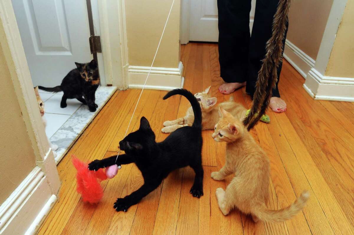 Stamford tries to rein in feral cats colonies