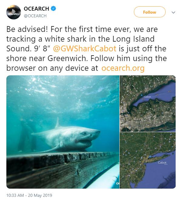 Great White Shark Tracked Off Greenwich Coast