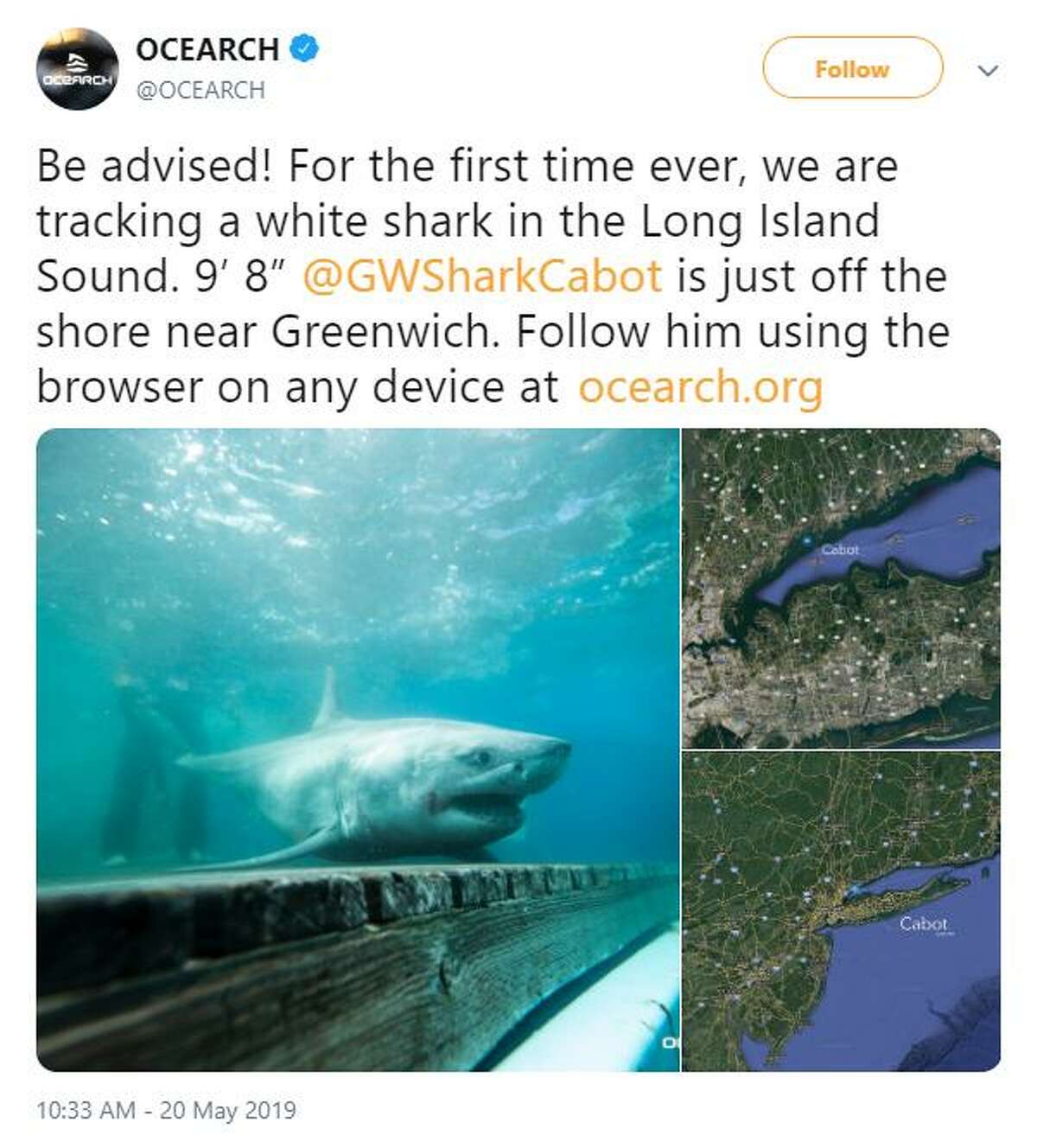 Great white shark tracked off Greenwich coast