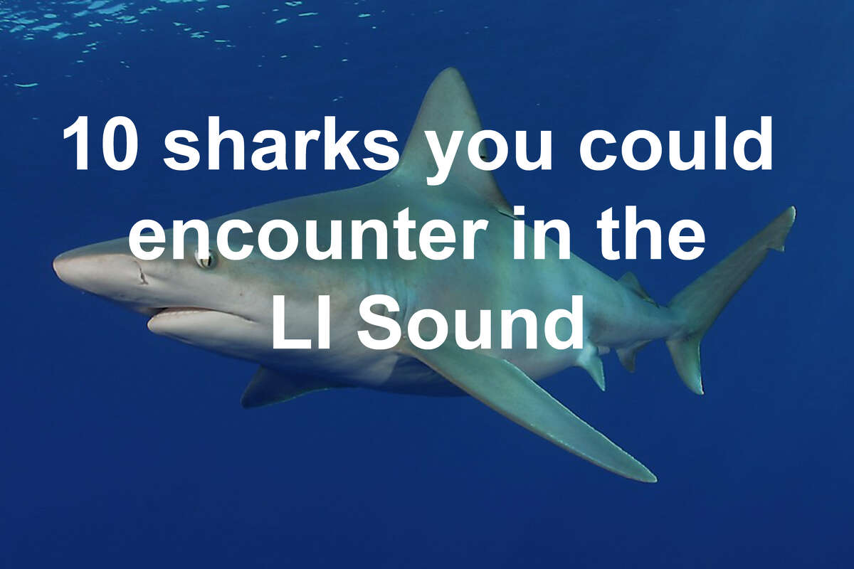 The Long Island Sound is a relatively safe place to swim, but there are some sharks around that you should look out for. Click through to learn about five sharks that live in these waters, and five that tend to visit from time to time.