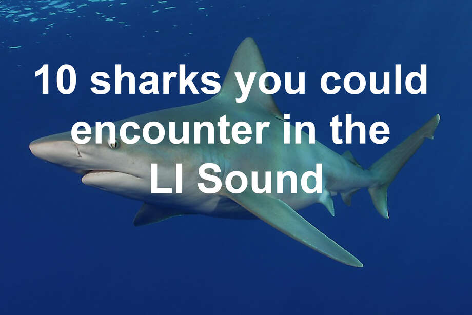 10-sharks-you-could-come-across-in-the-long-island-sound-connecticut-post