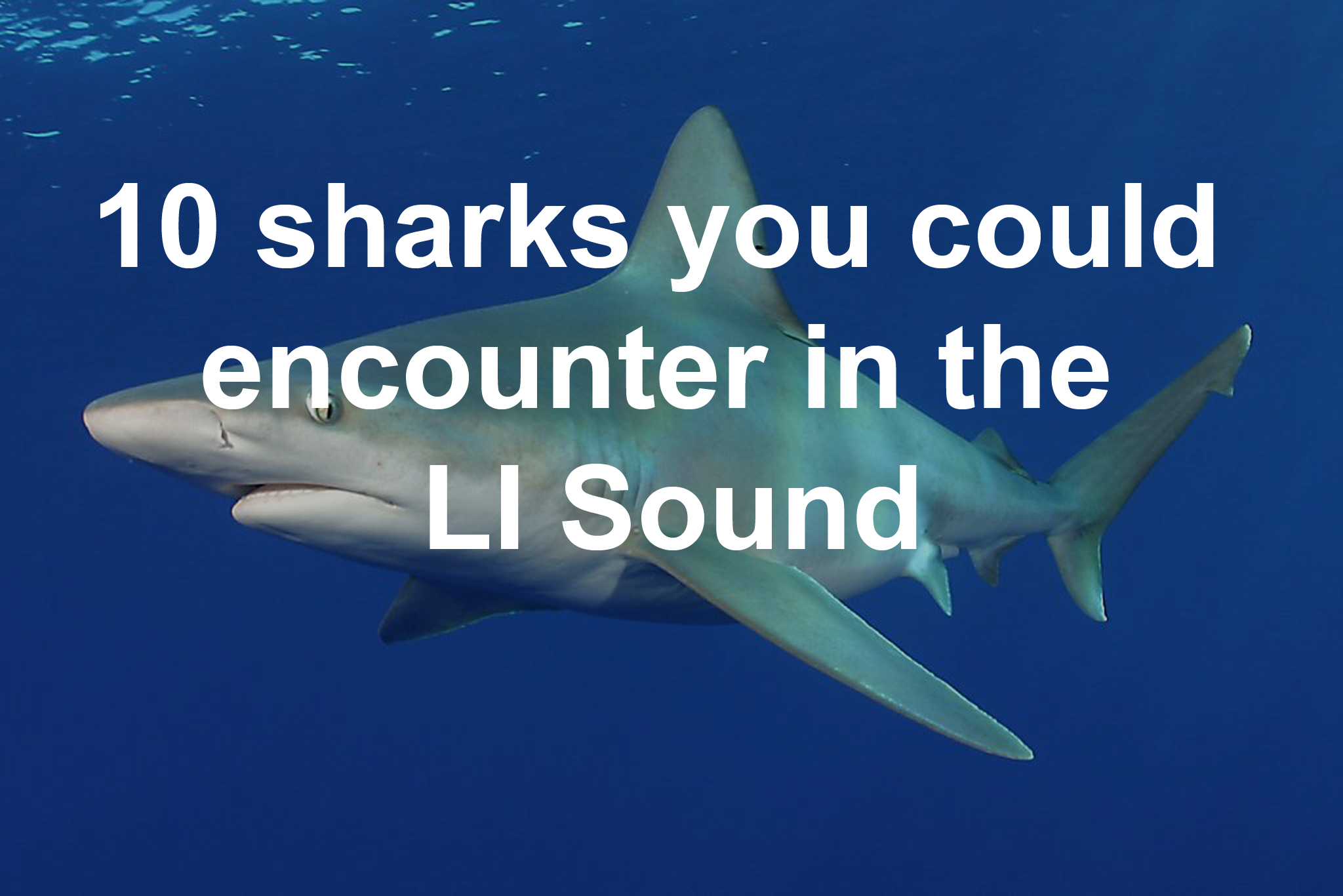 10 sharks you could come across in the Long Island Sound