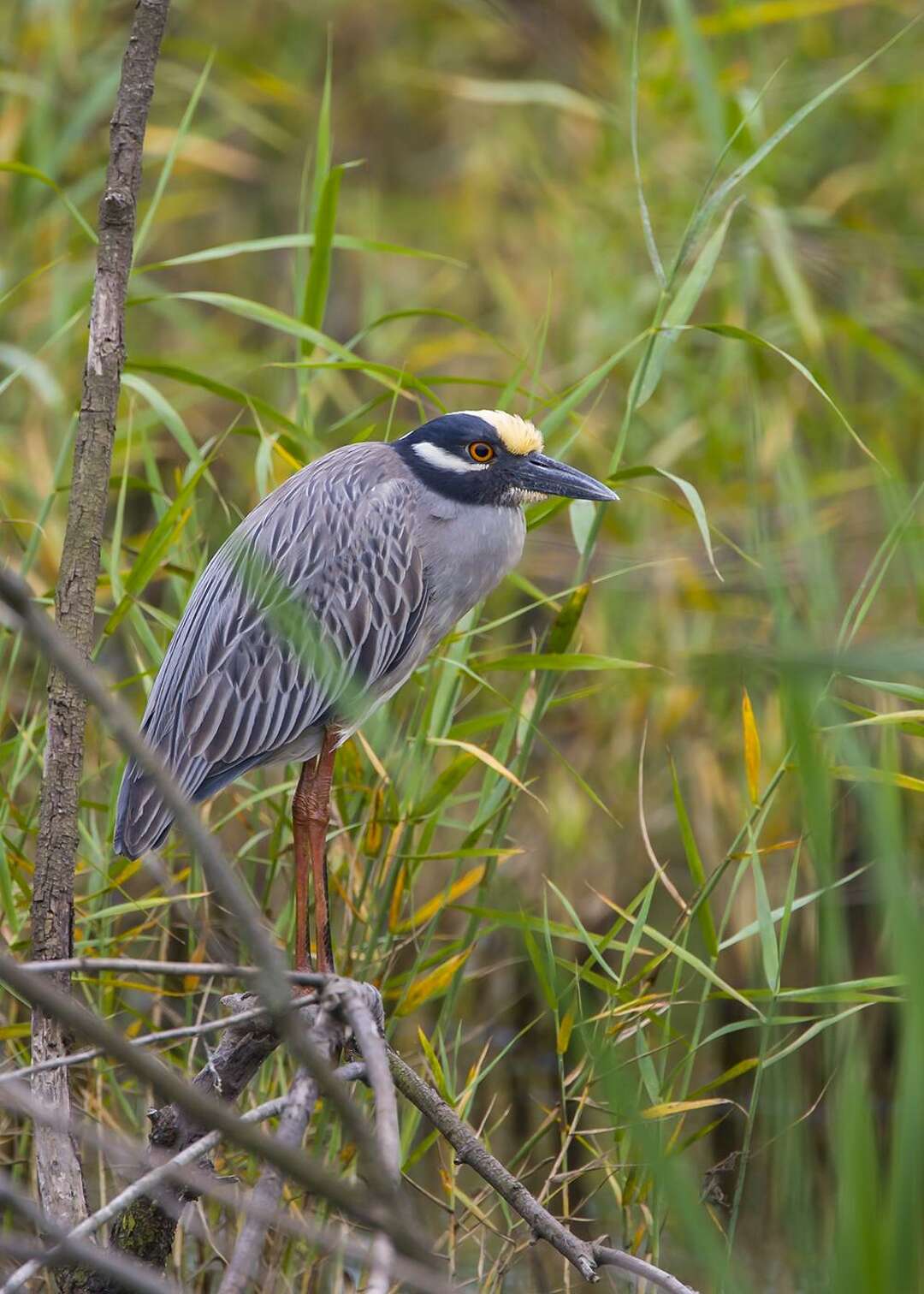 Stalking the yellow-crowned night-heron