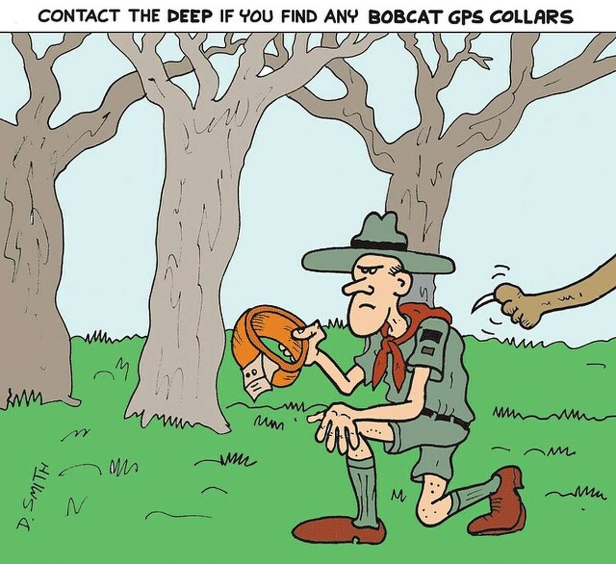 Bobcats