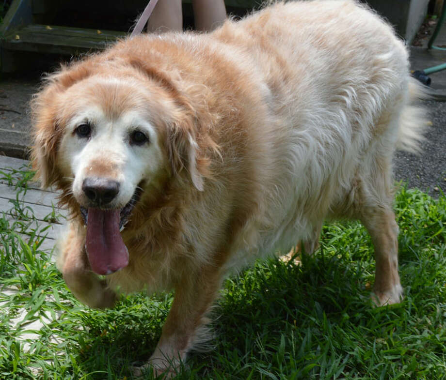 12 year old in dog years