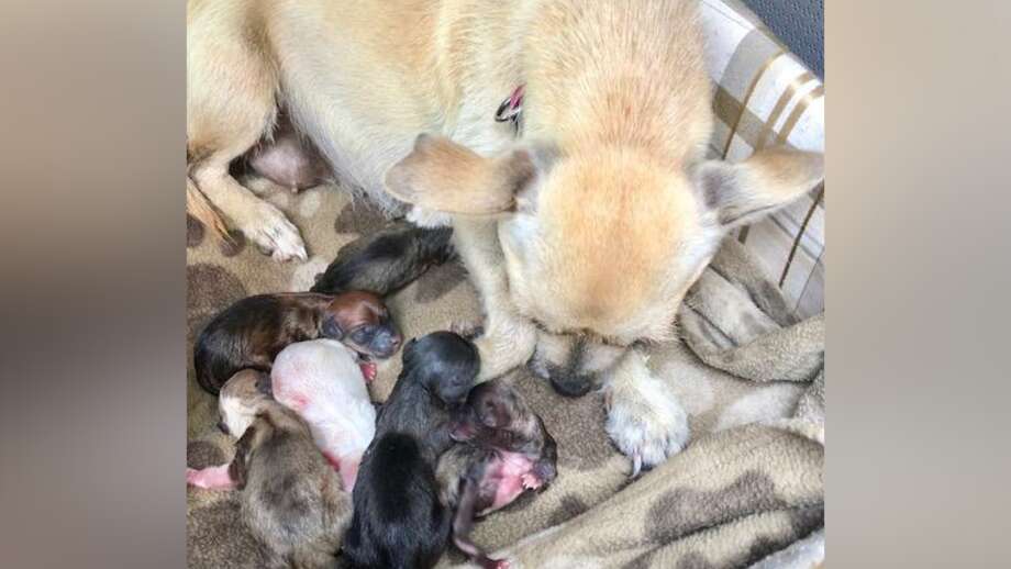 Dog Gives Birth To 6 Puppies In Car After Couple Saves Her