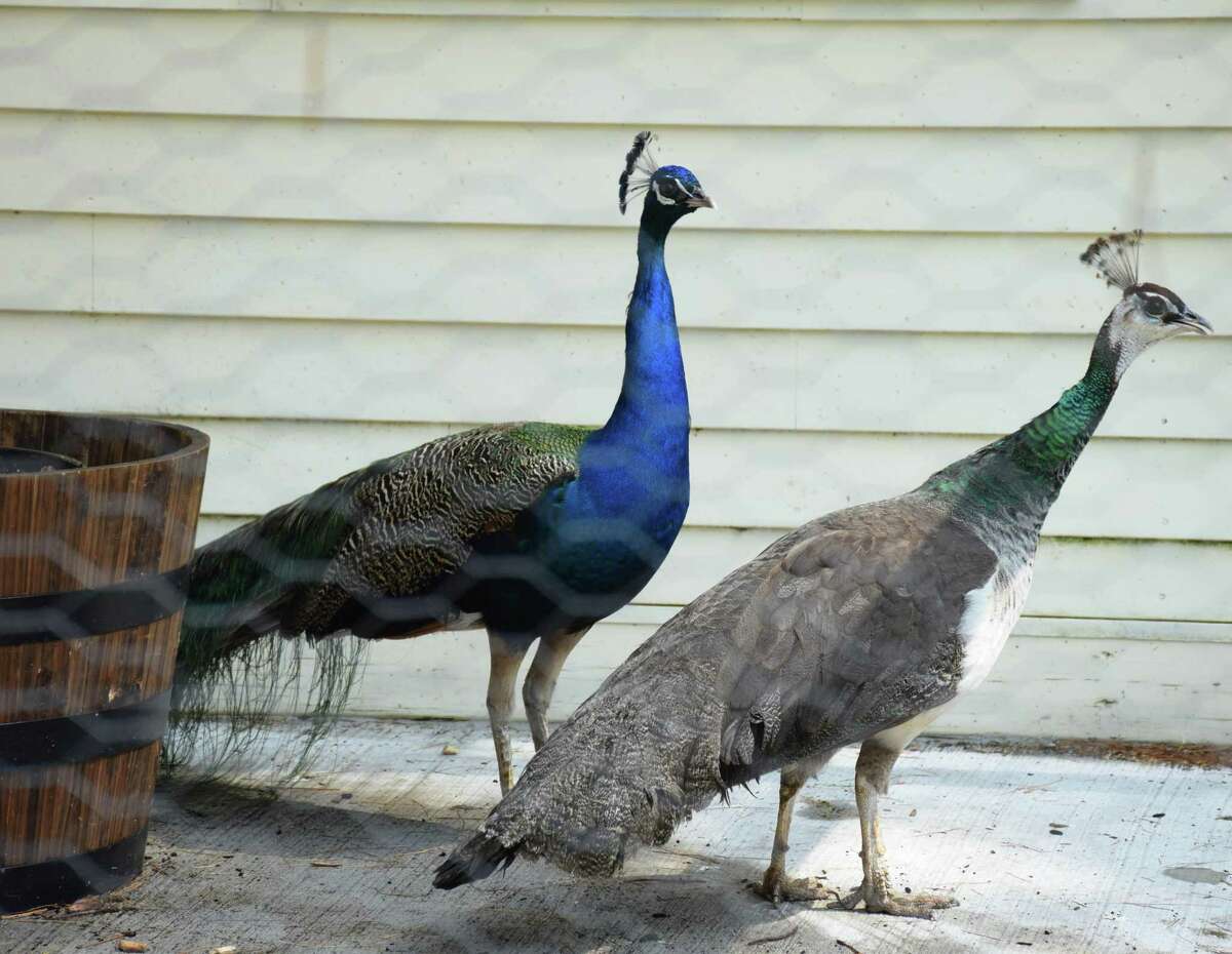 New Milford welcomes peacocks back to Harrybrooke Park