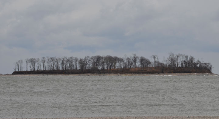 Bird colony on Charles Island at risk, but there is hope - Vimarsana News