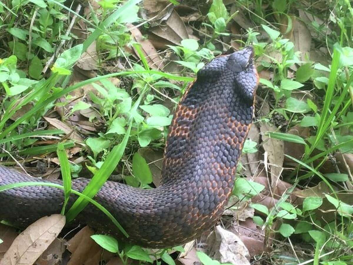 Rare, cobralike snake spotted at Brazos Bend State Park after