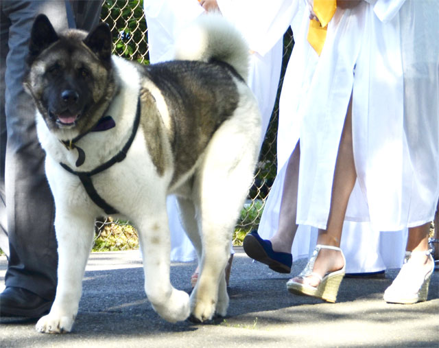 akita therapy dog