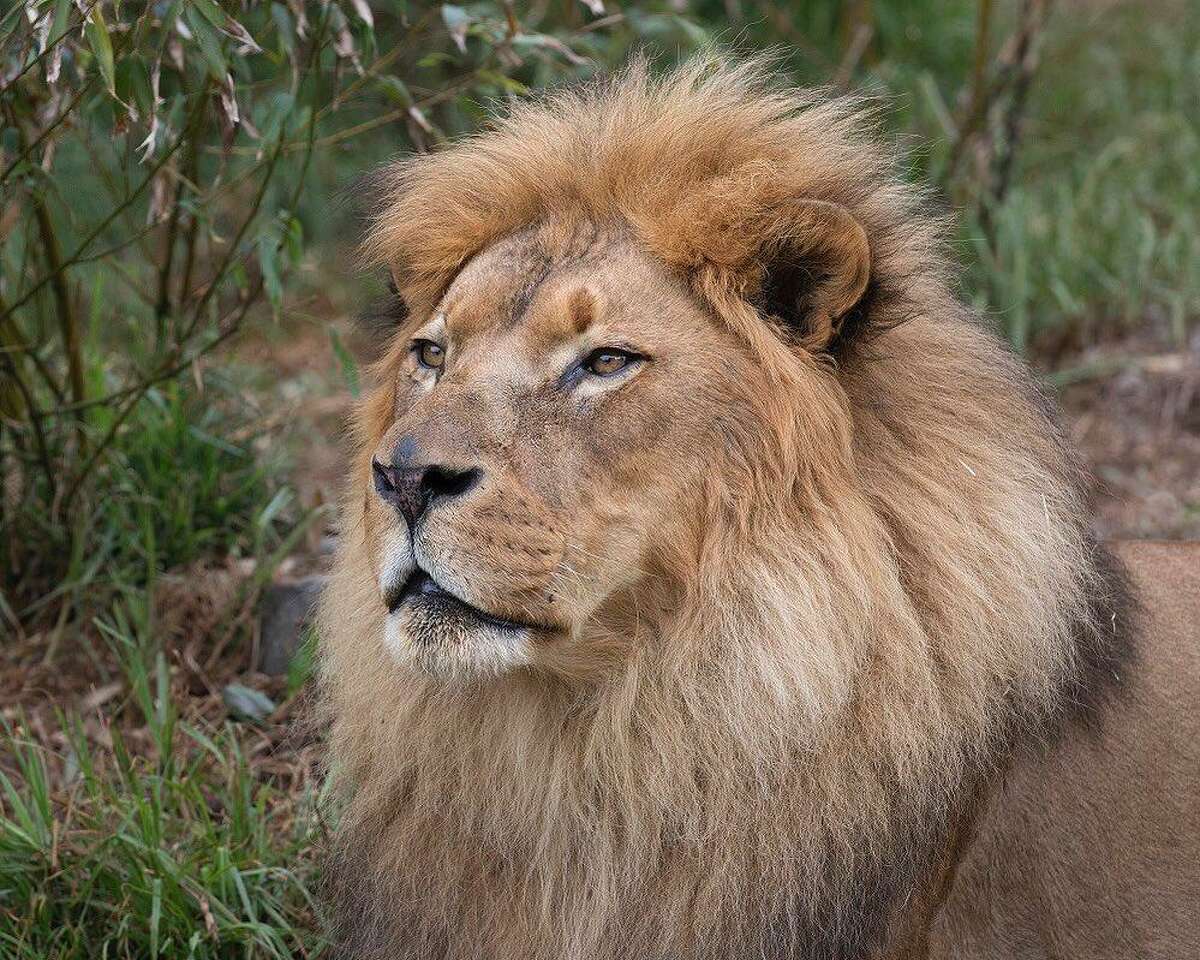Jahari, a popular African lion living at the San Francisco Zoo, has died at age 16, zoo officials announced Wednesday.