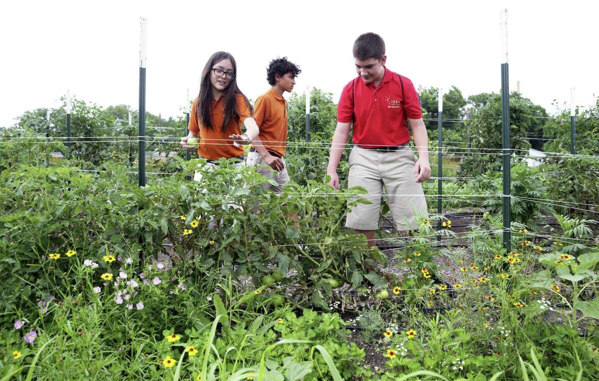 IDEA Monterrey Park students Annabel Aguillon, from left, Ignacio Martinez and Arian Alfonso check out plants in their garden after they are rewarded in a graduation ceremony for completing a course from the Texas A&M Agrilife Extension program on May 22, 2019.