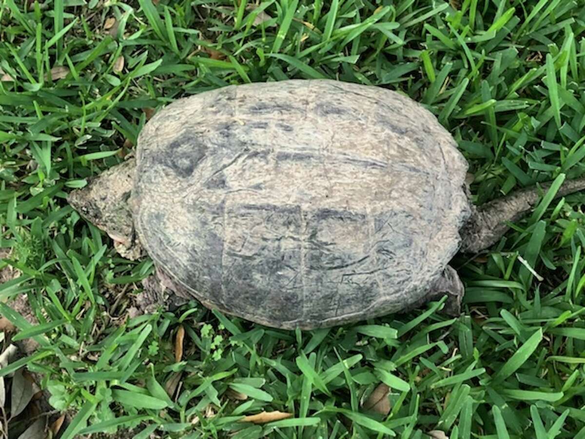 Alligator snapping turtle caught in neighborhood by Houstonarea