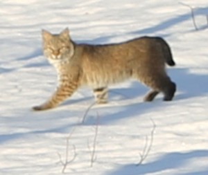 Year Of The Bobcat? CT Sightings On The Rise: Town-By-Town Updates