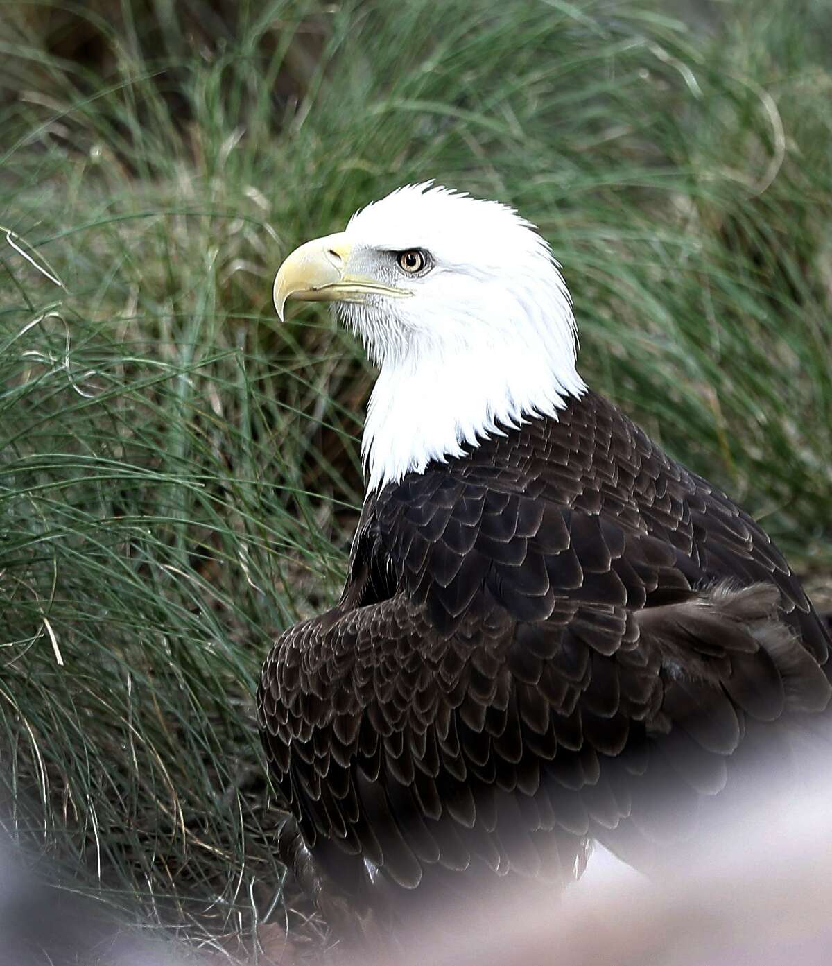 Sally Ride, a Bald Eagle, in her enclosure inside of the Houston Zoo's new Texas Wetlands exhibit, and brings together three native Texas species—bald eagles, whooping cranes, and American alligators—in a lush wetland habitat, in Houston, Tuesday, May 21, 2019. The Endangered Species Act and the efforts of Texans have helped those species — once close to extinction — thrive in the Lone Star State.