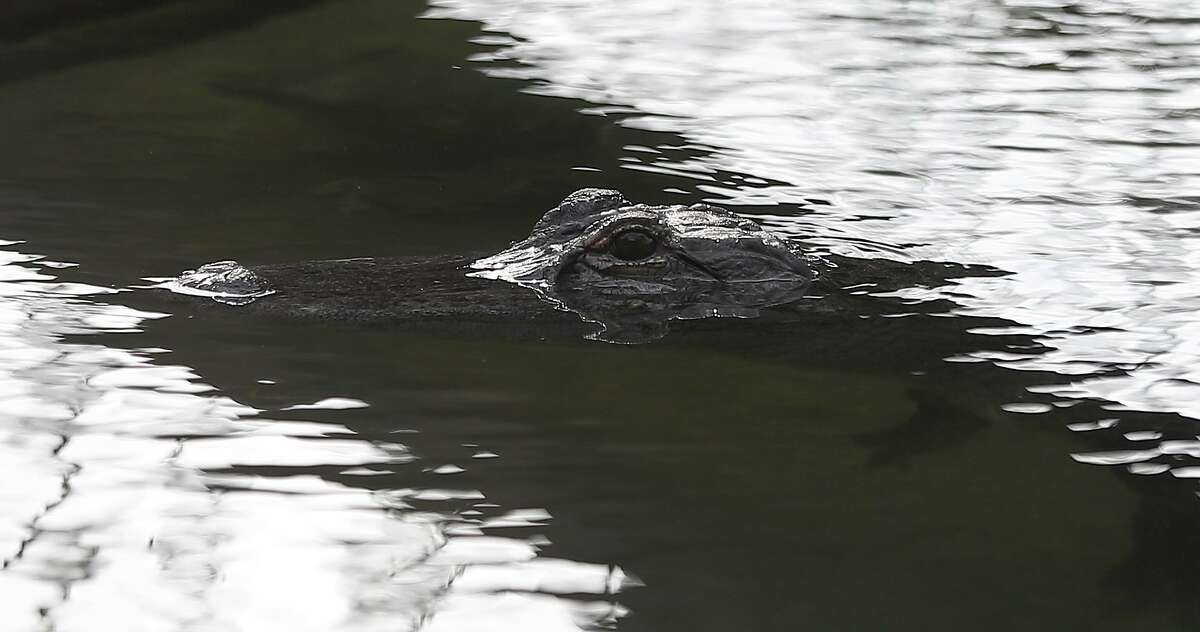An American alligator swims inside of the Houston Zoo's new Texas Wetlands exhibit, and brings together three native Texas species—bald eagles, whooping cranes, and American alligators—in a lush wetland habitat, in Houston, Tuesday, May 21, 2019. The Endangered Species Act and the efforts of Texans have helped those species — once close to extinction — thrive in the Lone Star State.