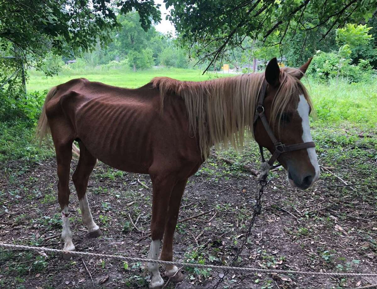 emaciated-emaciated-dog-is-so-happy-to-be-rescued-he-can-t-stop