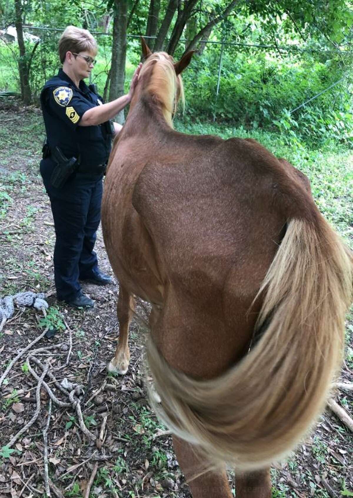 Severely emaciated stallion left tied to a tree in north Houston for at least a month, police say
