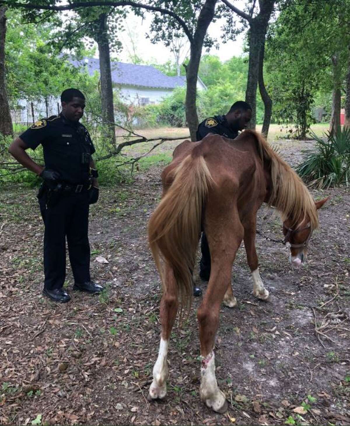 Severely emaciated stallion left tied to a tree in north Houston for at least a month, police say
