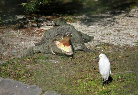 Is It Ok To Laugh At Florida Man Sfgate