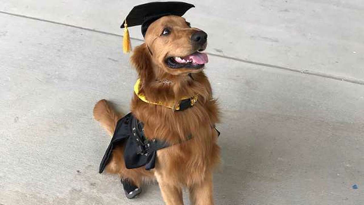 Beloved service dog, wearing custommade cap and gown, graduates