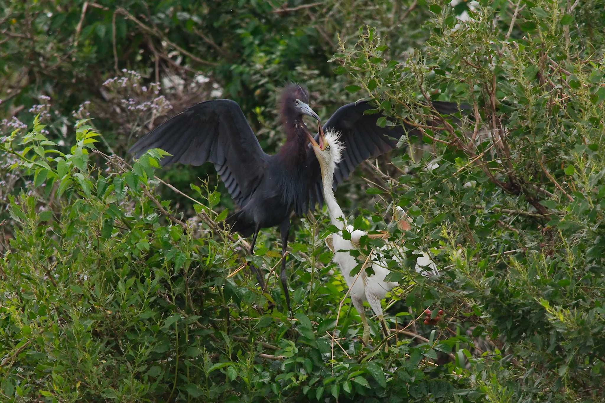 New Pearland nature center is safe space for wildlife