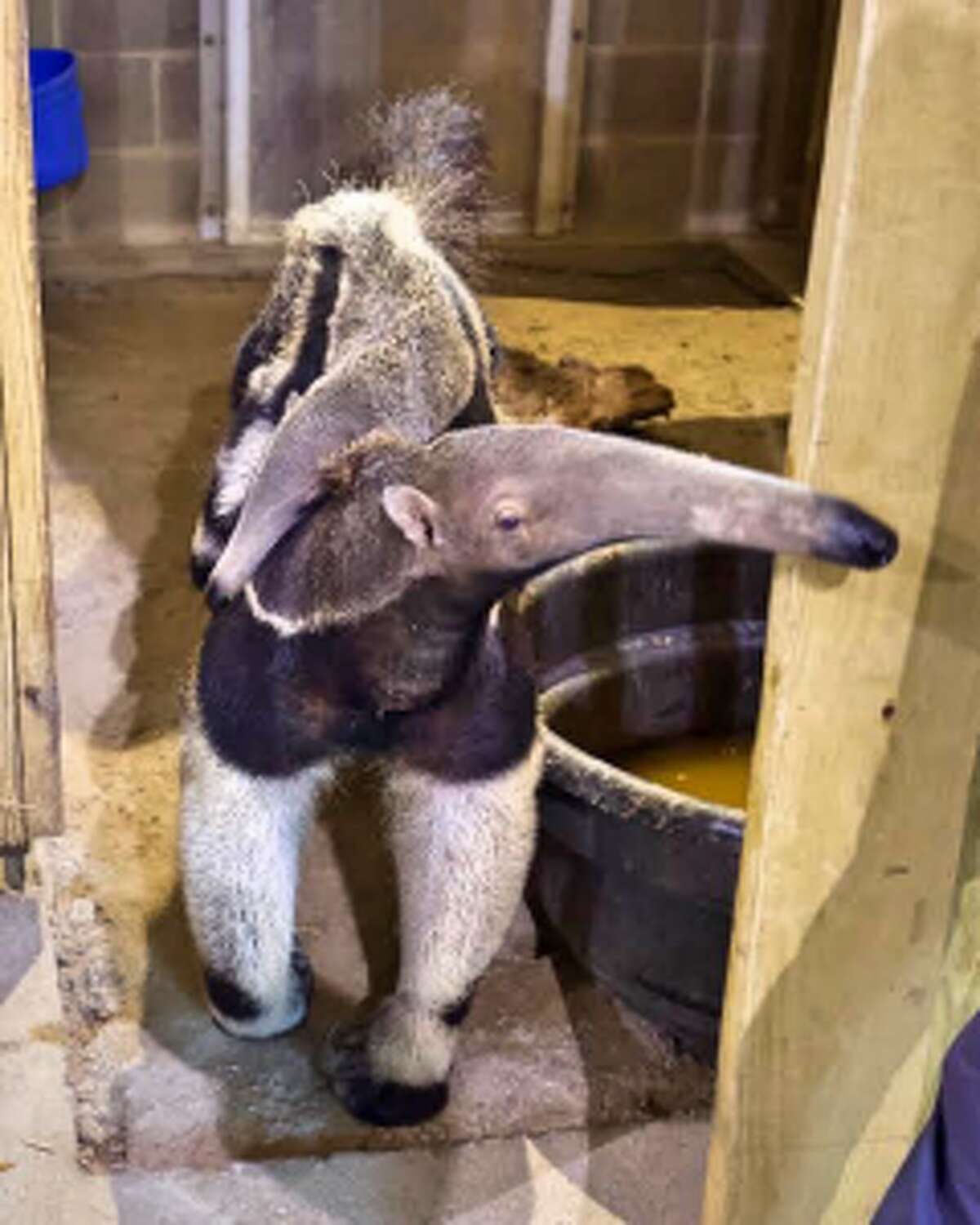 Tupi and his mother Pana are now available for viewing at CT's Beardsley Zoo.
