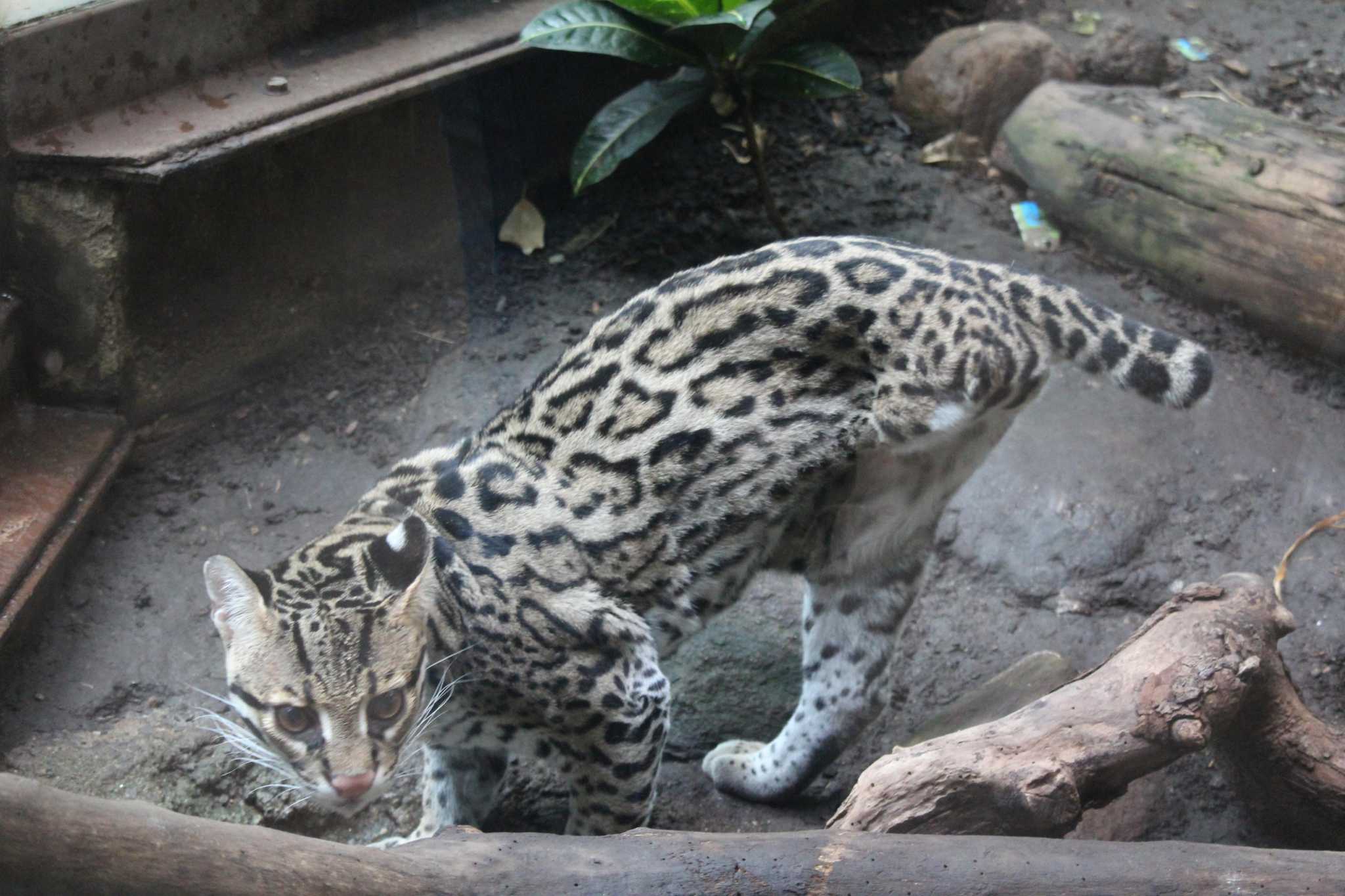 Beardsley Zoo’s ocelot Kuma has died