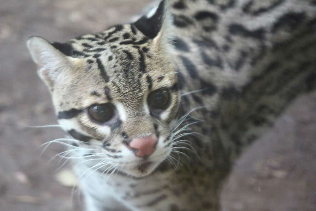 Beardsley Zoo’s Ocelot Kuma Has Died