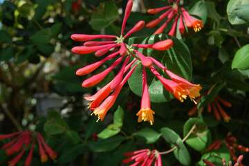 Heavenly honeysuckle has 180 species, and one will be right for you