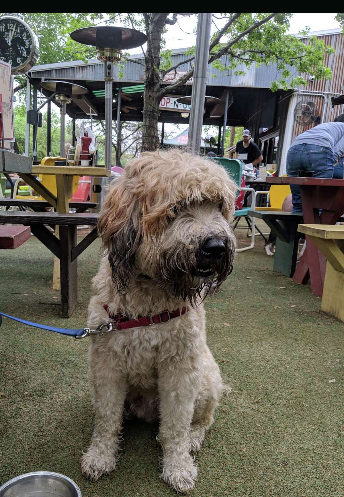 BringFido to Dog Day with the Houston Astros