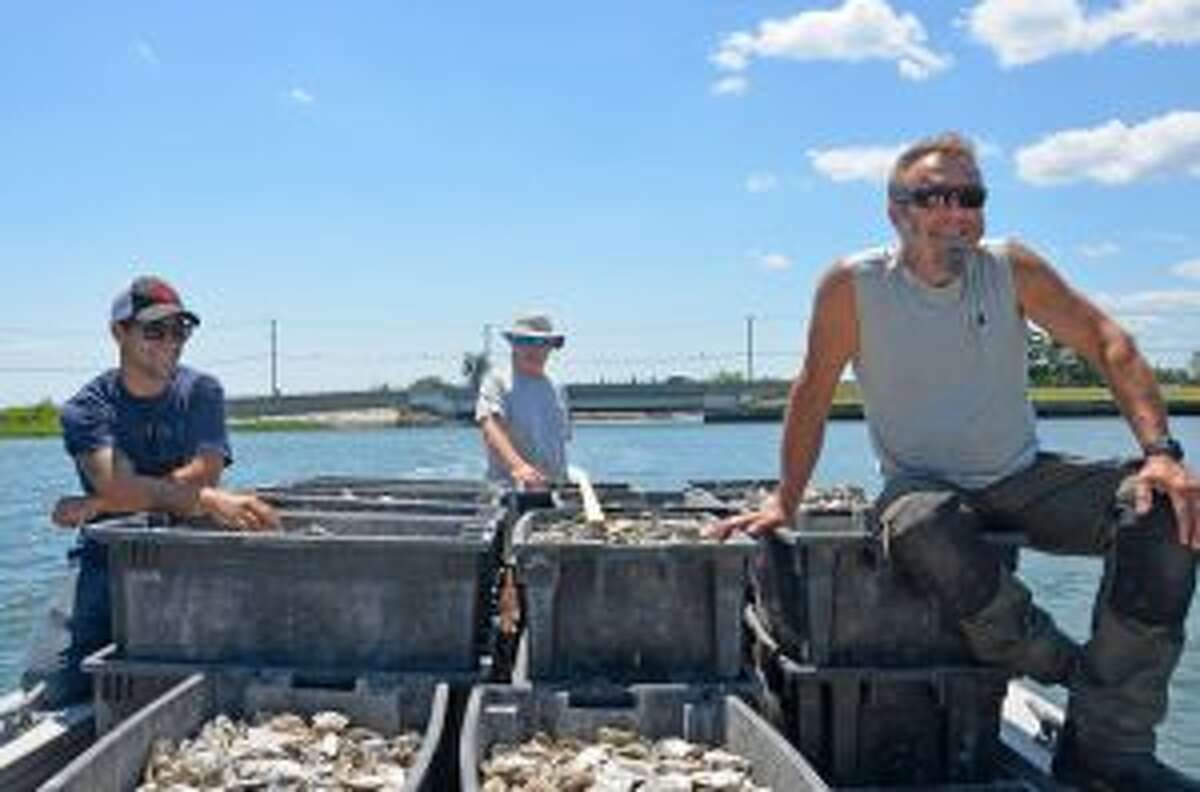 The Oyster Bed