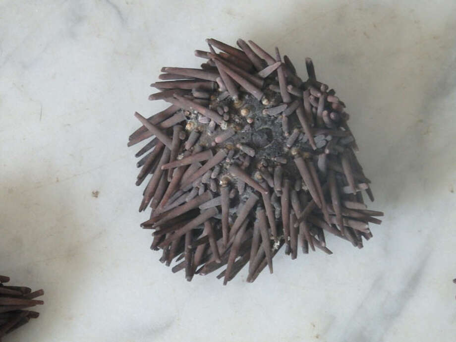 Sea Urchins Sometimes Wash Up After Big Storms Ord Mirror