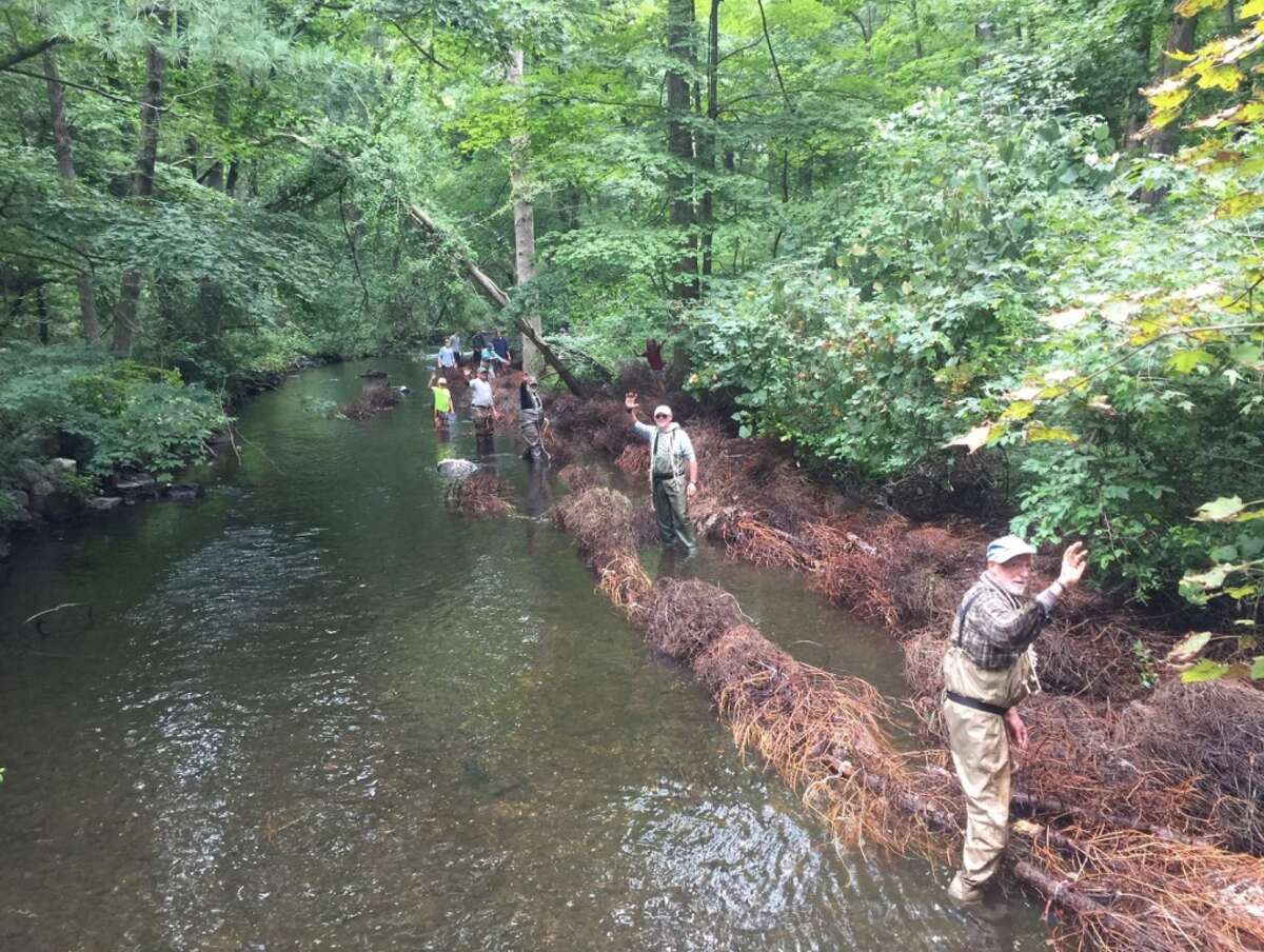 How the Christmas trees are used to create habitats by Trout Unlimited.