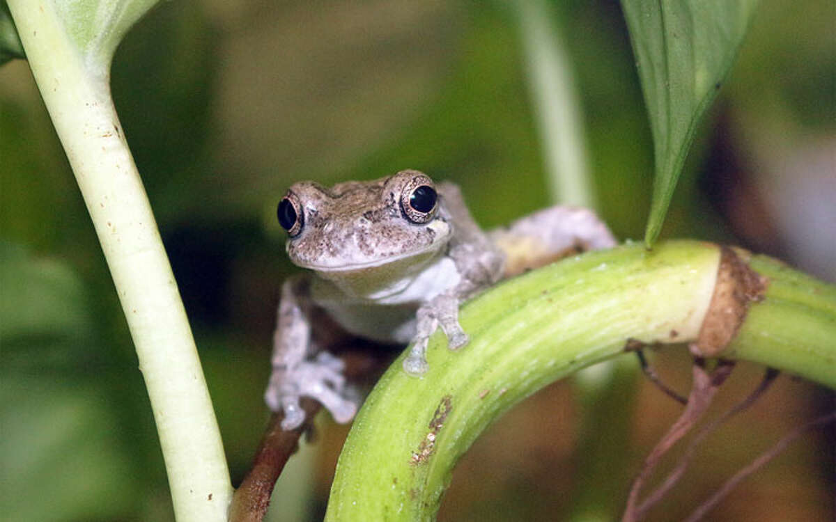 Gray tree frog -Maritime Aquarium photo