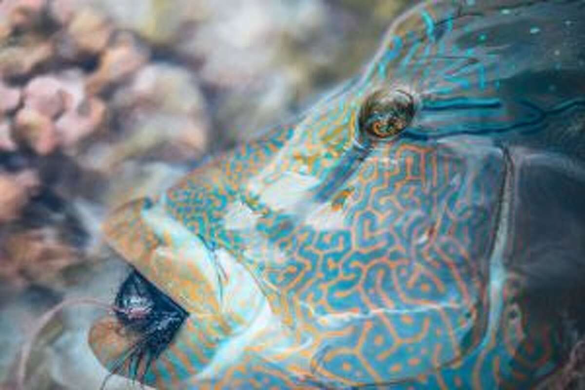 Koi Koi will be screened during the 2019 Fly Fishing Film Tour. In the northwest corner of the Tuamotu Archipeligo of French Polynesia lies the tiny Anaa Atoll. The people who make their home on this long dormant rim of an underwater volcano are working to build an economy around the atoll's world-class flats fishing.- Josh Hutchens photo
