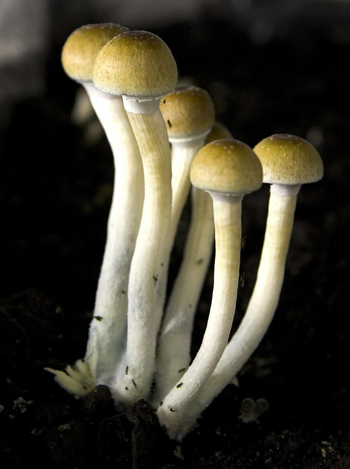 (FILES) In this file photo taken on March 28, 2007, mushrooms from the Procare farm in Dorp near The Hague are pictured 28 March 2007. - Denver on May 8, 2019, became the first US city to decriminalize psychedelic mushrooms, as voters approved a ballot initiative by a razor thin margin. The new ordinance loosens restrictions on the personal use and possession of psilocybin mushrooms, also known as "magic mushrooms," by people over the age of 21. (Photo by Evert-Jan Daniels / ANP / AFP)EVERT-JAN DANIELS/AFP/Getty Images