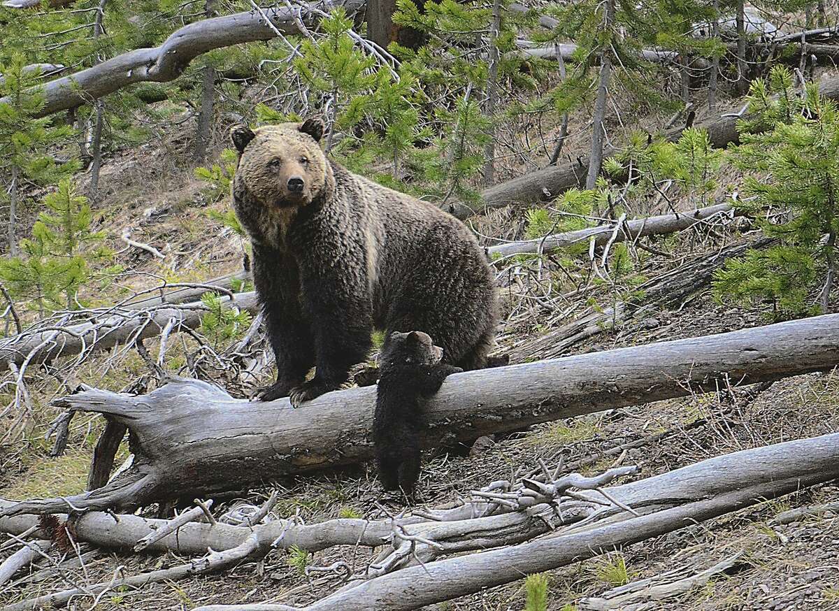 This April 29, 2019 photo provided by the United States Geological Survey shows a grizzly bear and a cub along the Gibbon River in Yellowstone National Park, Wyo. Wildlife officials say grizzly bear numbers are holding steady in the Northern Rockies as plans to hunt the animals in two states remain tied up in a legal dispute. (Frank van Manen/The United States Geological Survey via AP)
