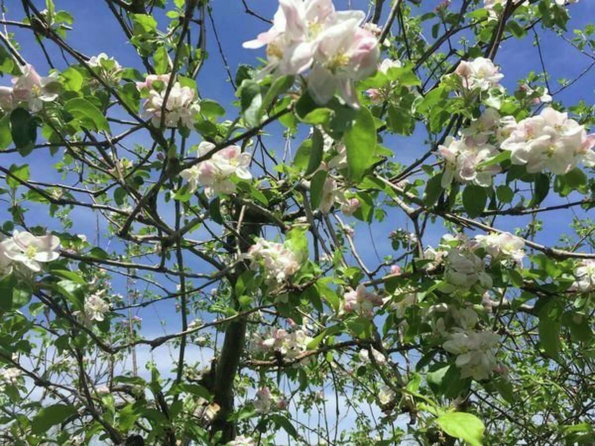 Apple trees at Moore Orchards are showing their blooms. (Victoria Ritter/vritter@mdn.net)