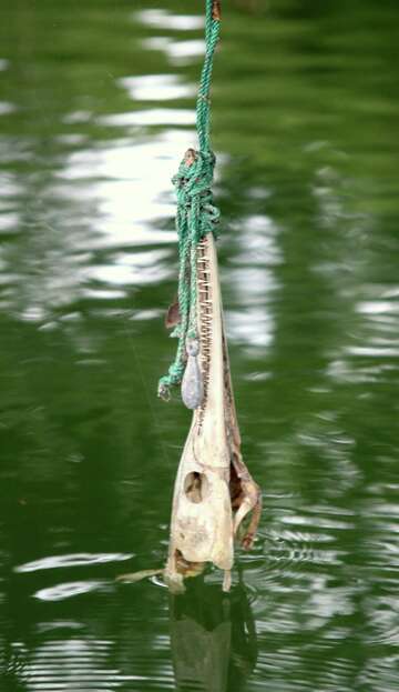 Derelict Fishing Lines Foul Texas Freshwater Fisheries