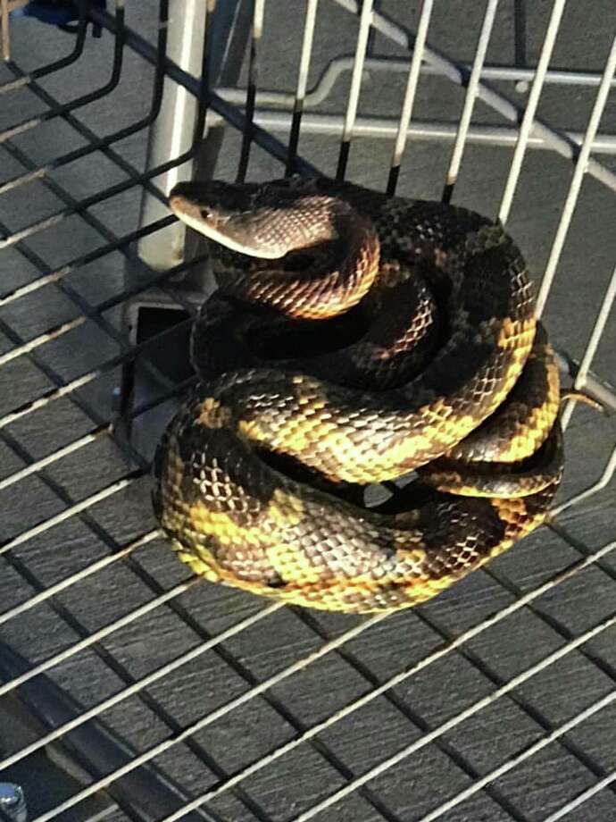 Water Snake Cartoon Porn Videos - Large rat snake found in shopping cart at Walmart in Texas ...