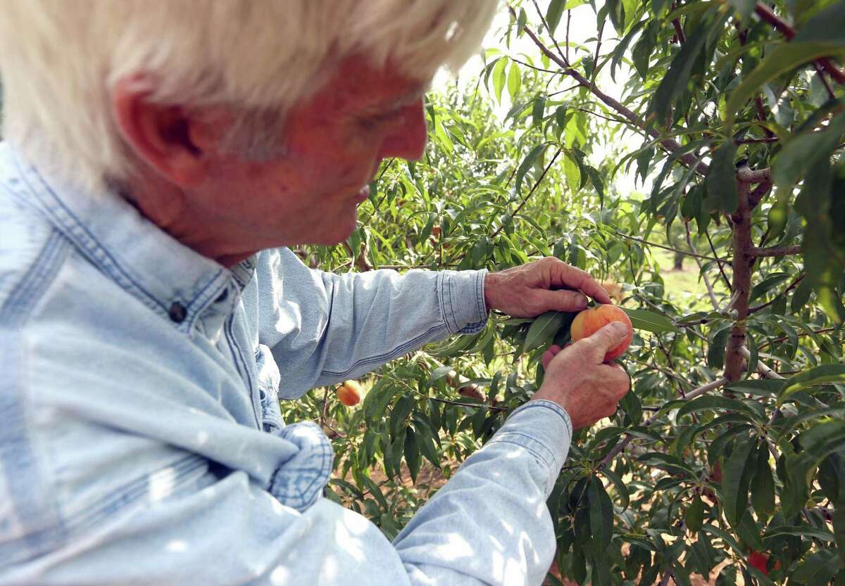 Expect a sweet peach crop out of the Hill Country this year