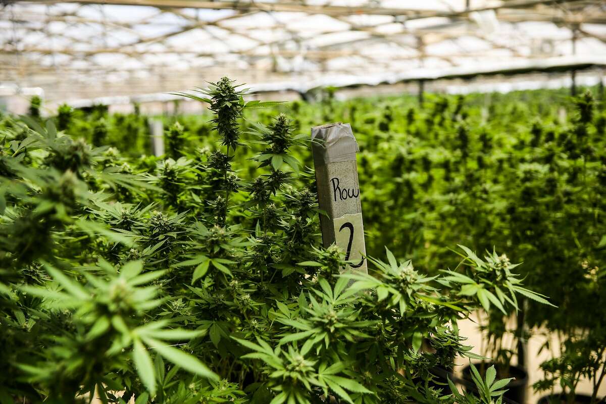 Marijuana grows in a greenhouse at Harboside Farms in Salinas, Calif., on Thursday, July 20, 2017.