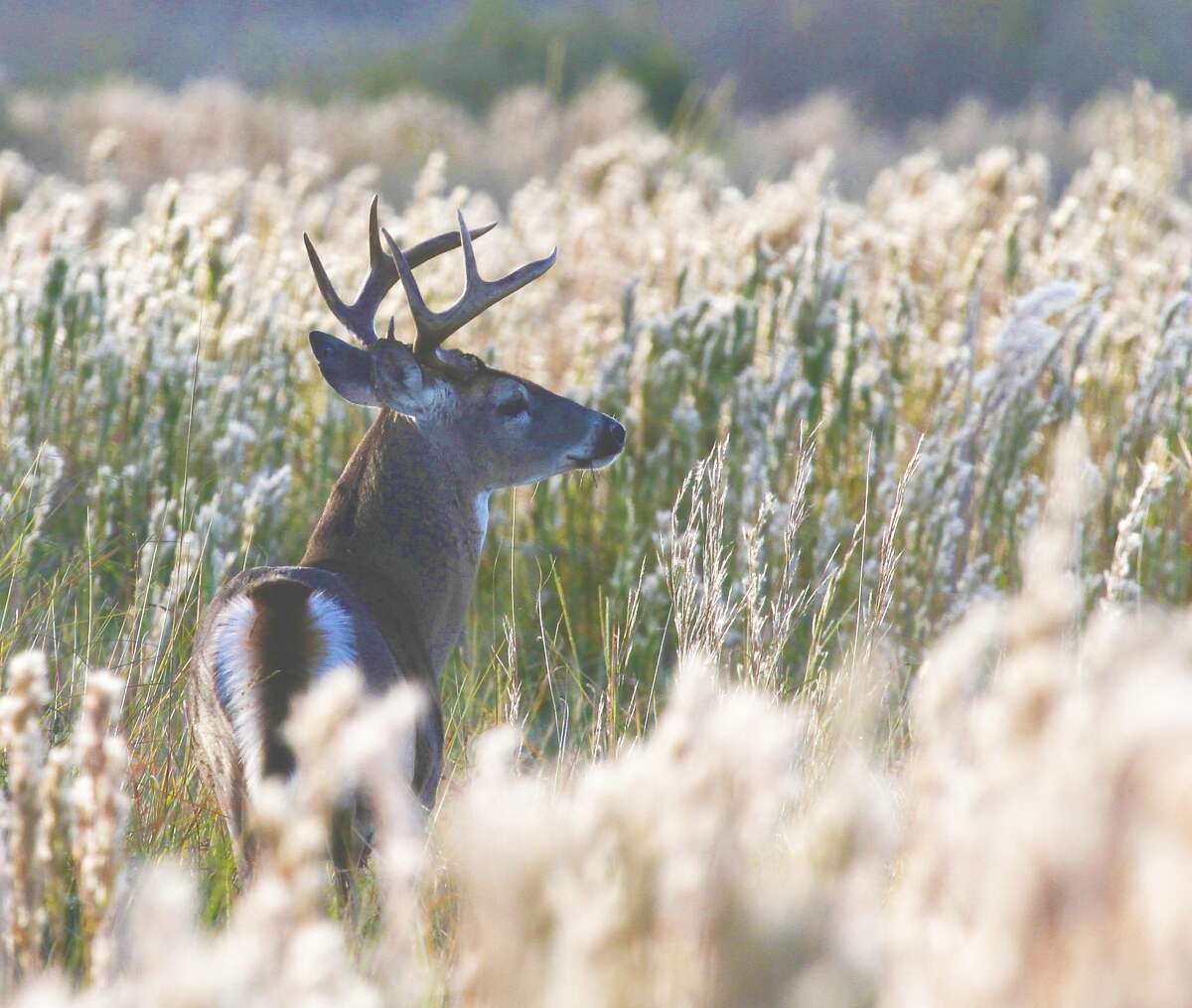 Texas Game Warden notes for Nov. 22, 2019