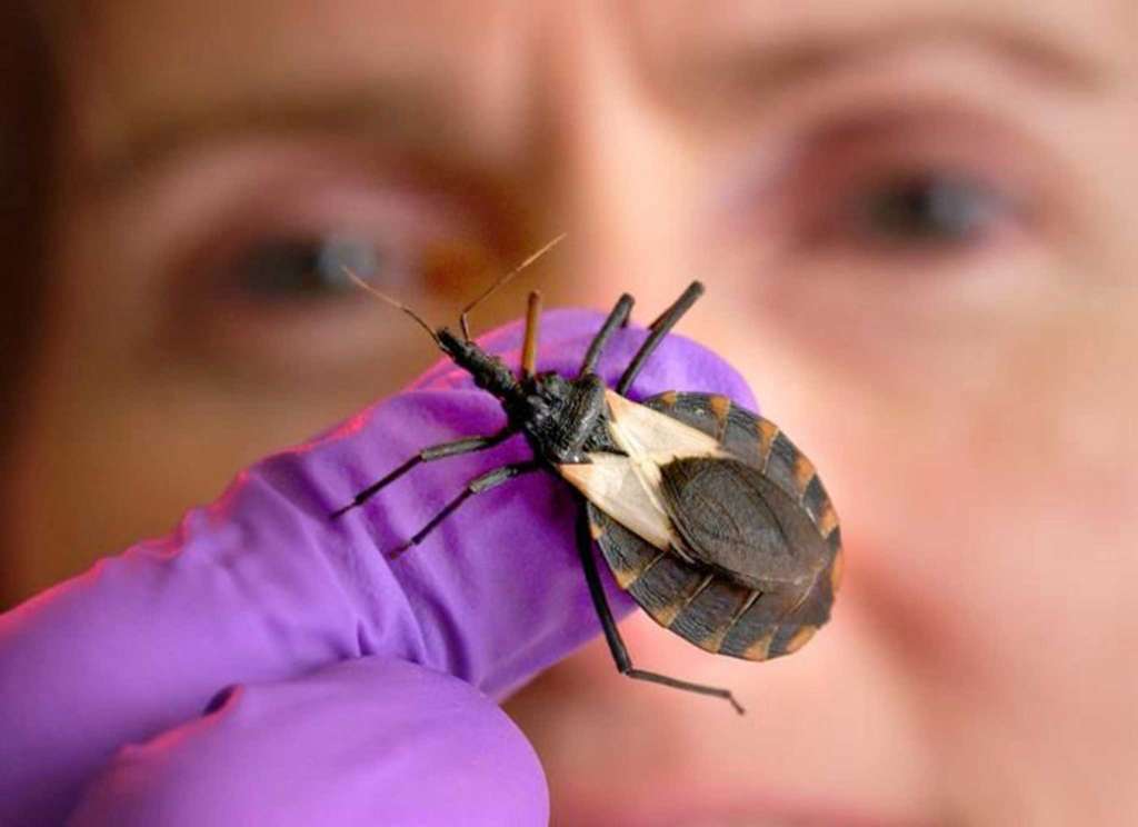 Insects And Other Critters That Can Put The Hurt On You This