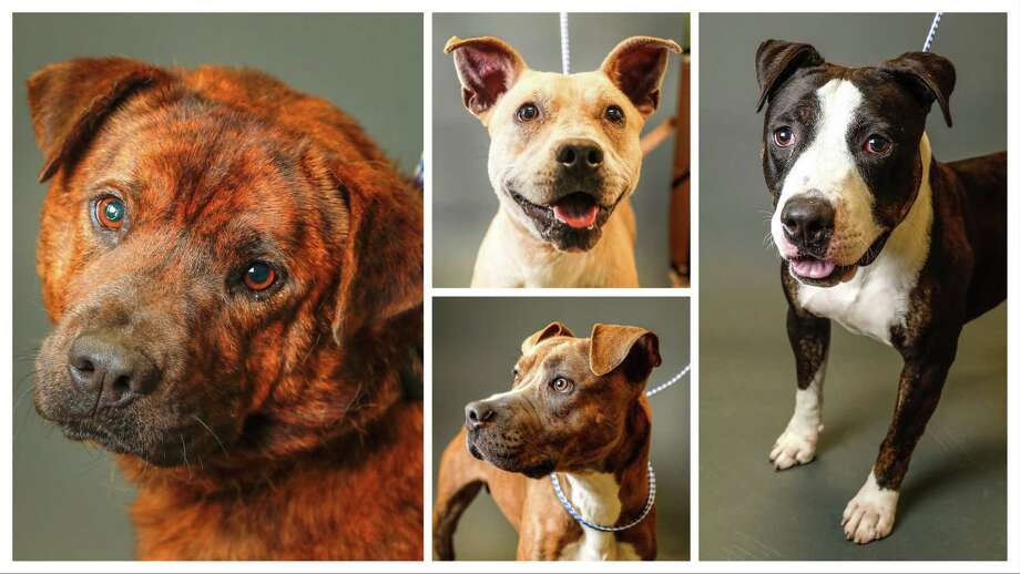 Code Red At Fort Bend Shelter Dogs Have Until June 2 To Be