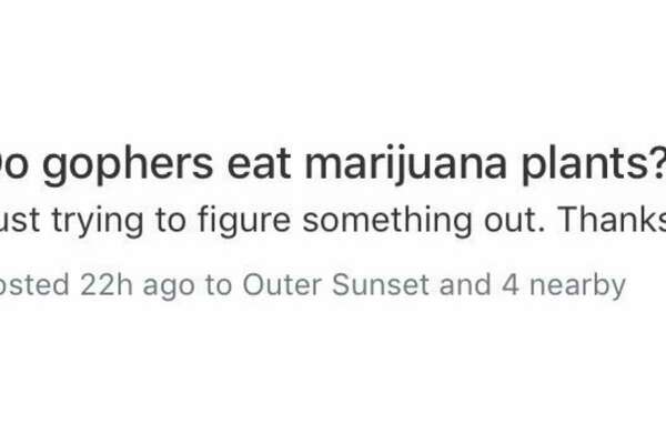 The Best Of Bay Area Nextdoor From Backyard Fight Clubs To