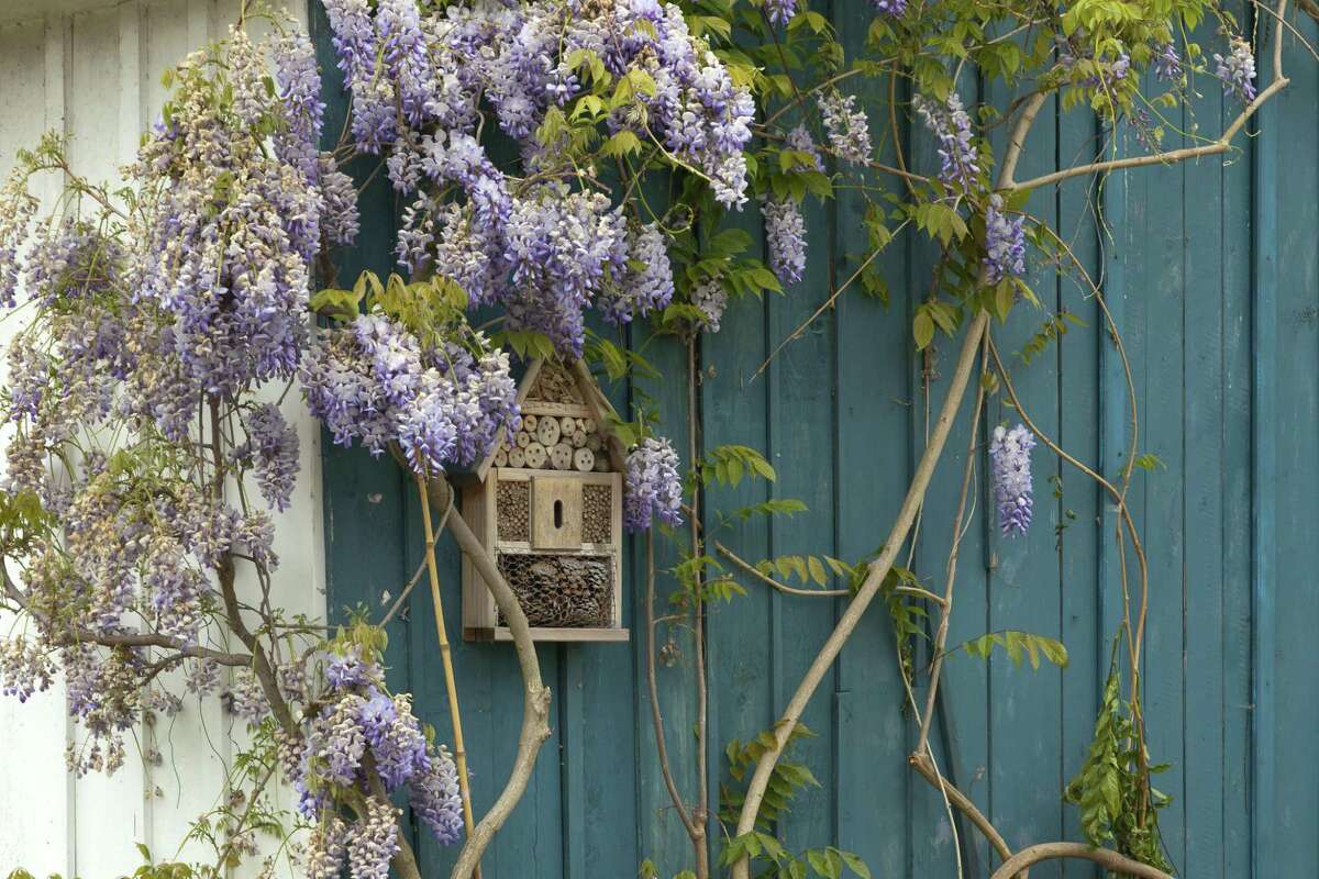 Wisterias could kill trees they climb on